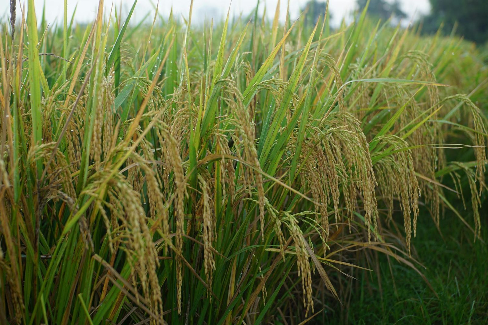 An organic farm where quality spices are grown