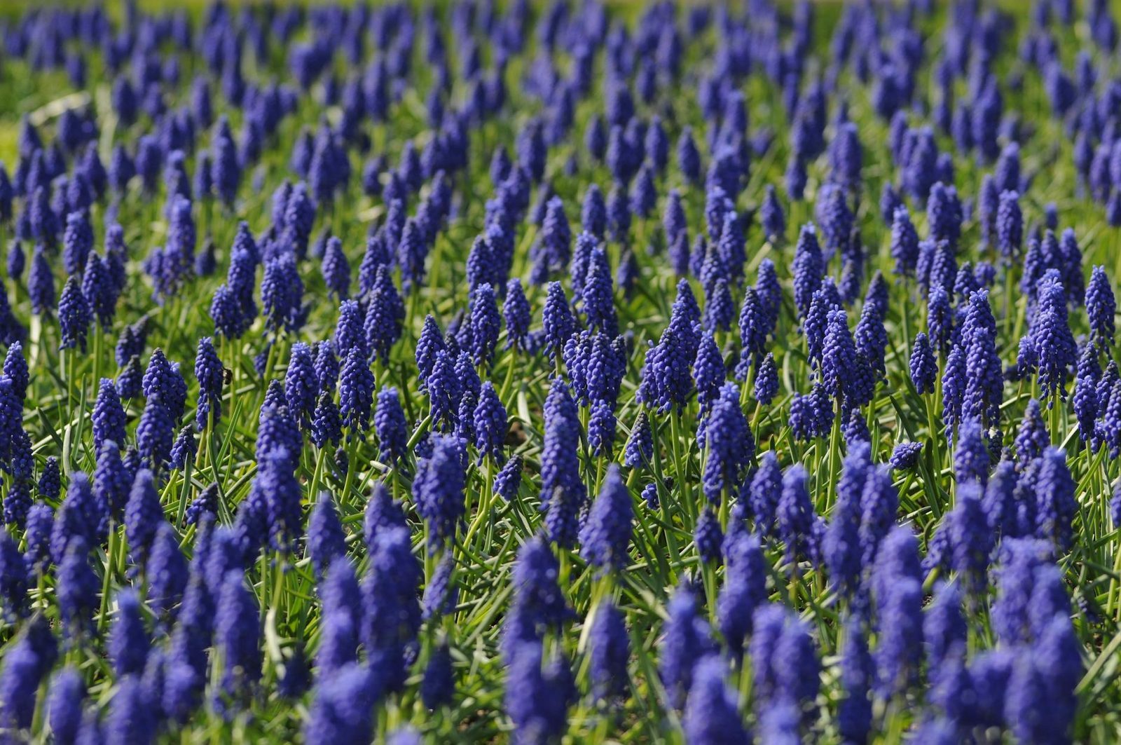 Organic spice farm with rows of growing herbs